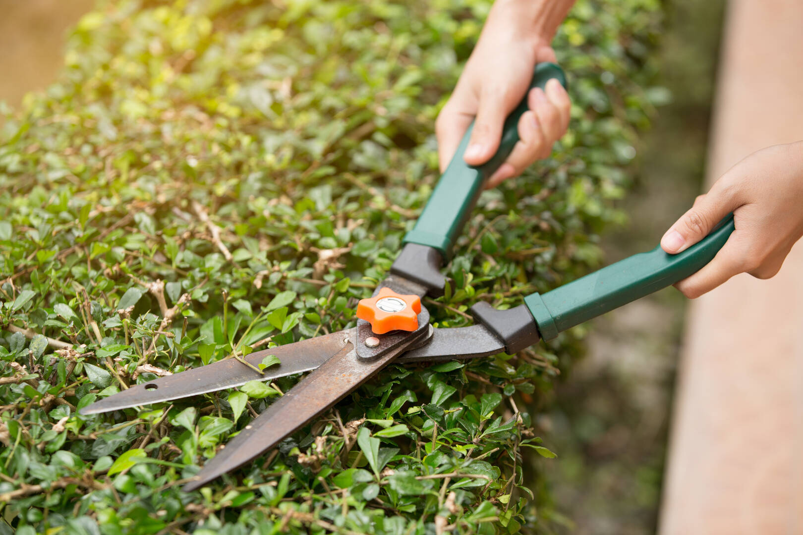 Tree Services Townsend TN