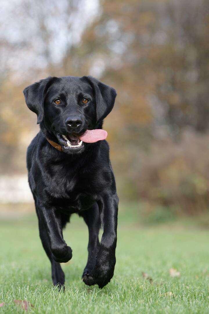 Comprehensive Dog Care Services in Garden City ID