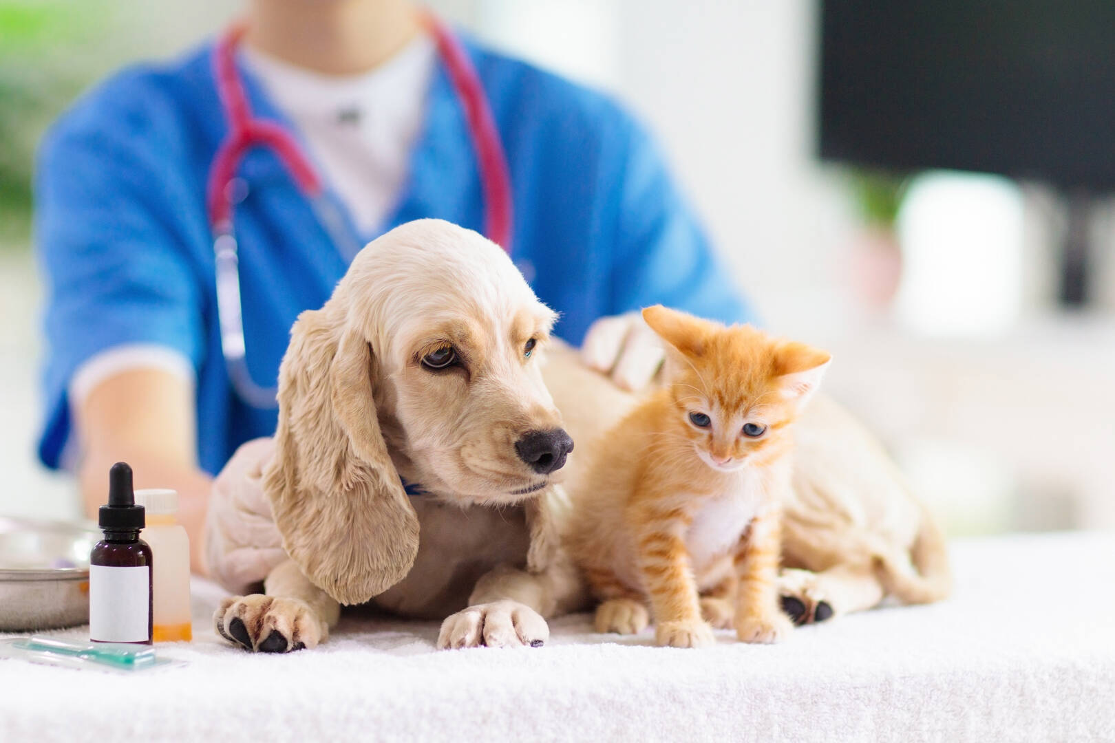 Veterinary Services Palmerston NT