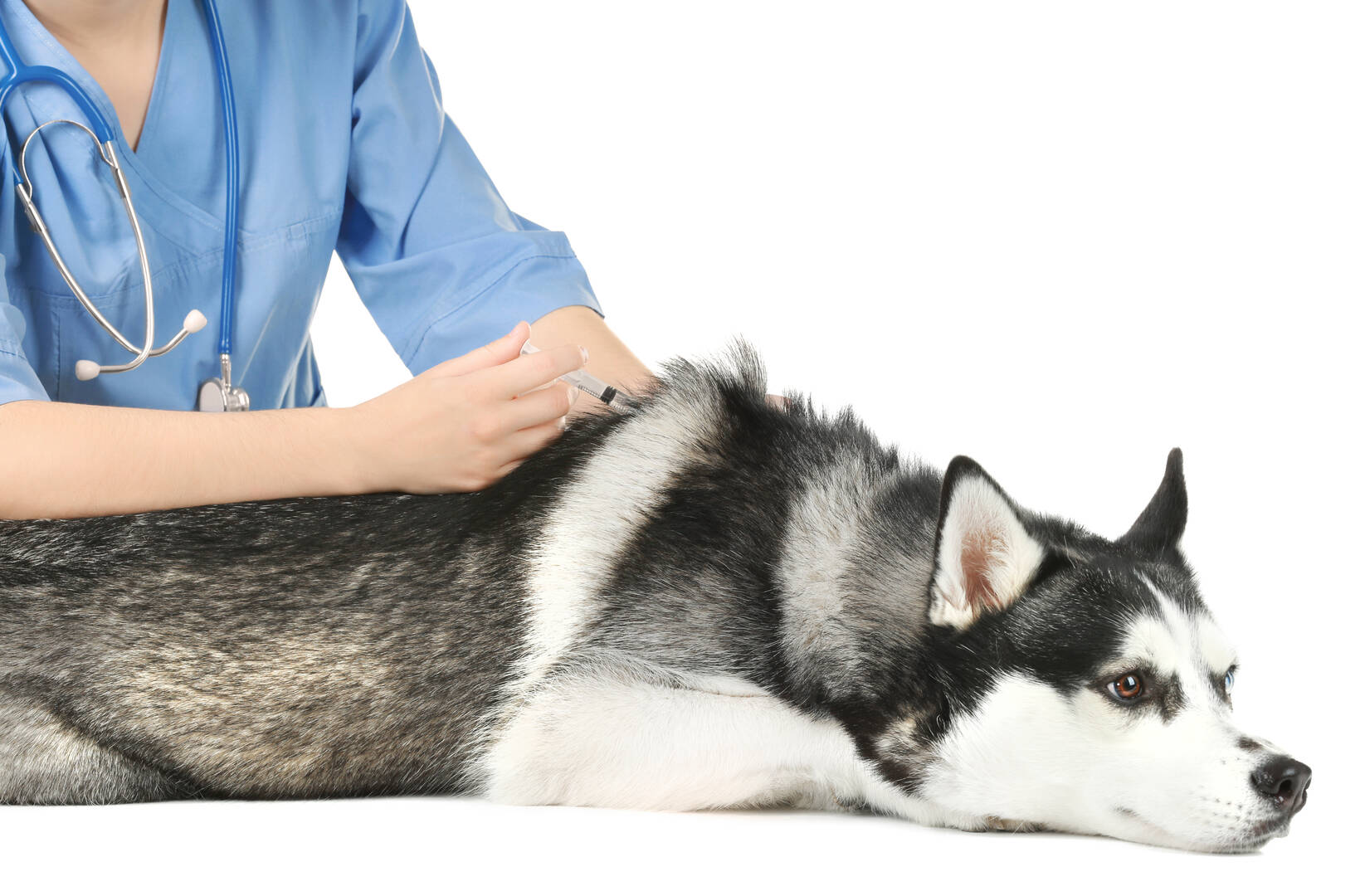 Dog Training South Bend In