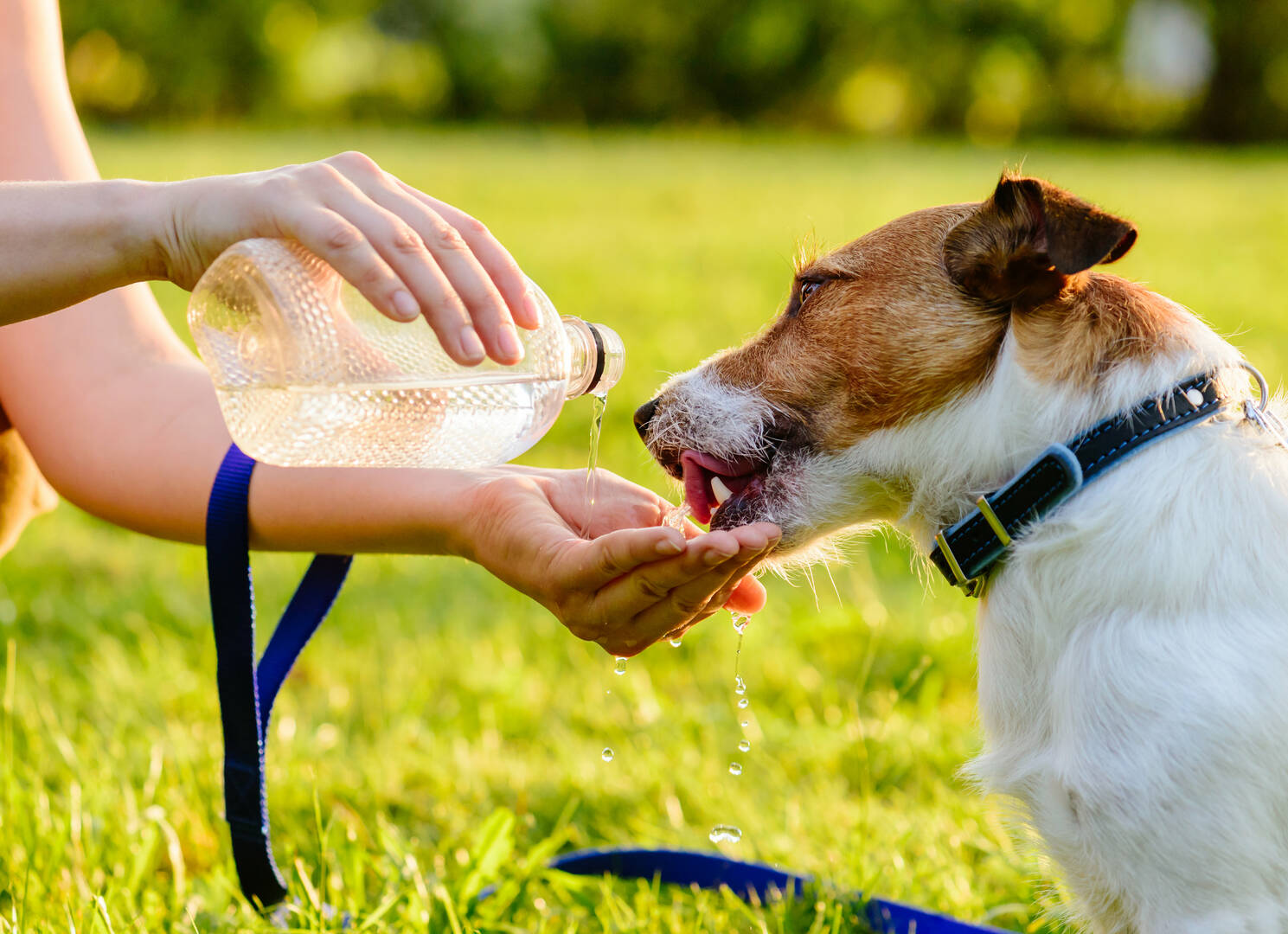Local Veterinary Redding CA