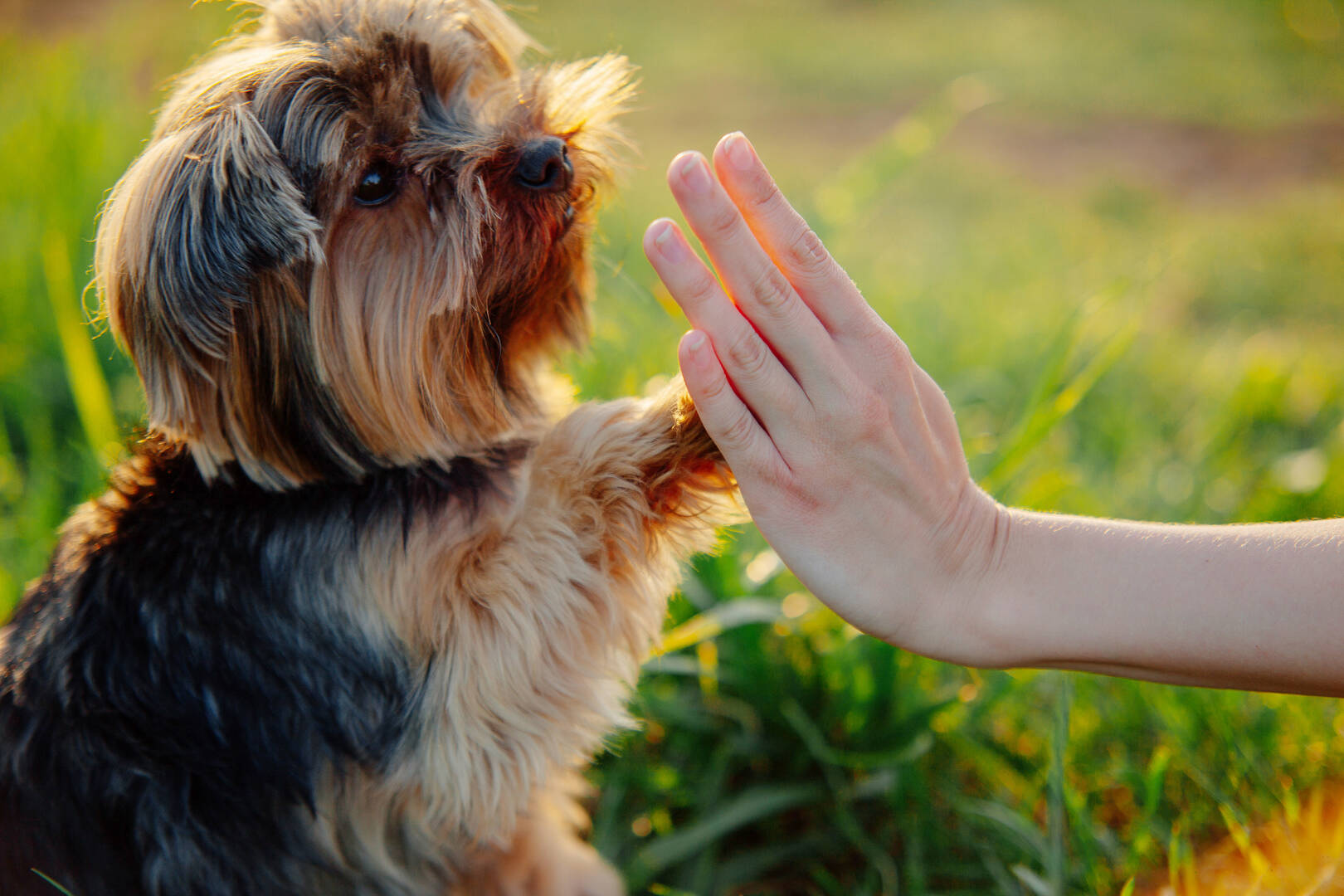 Veterinarian Ripon WI