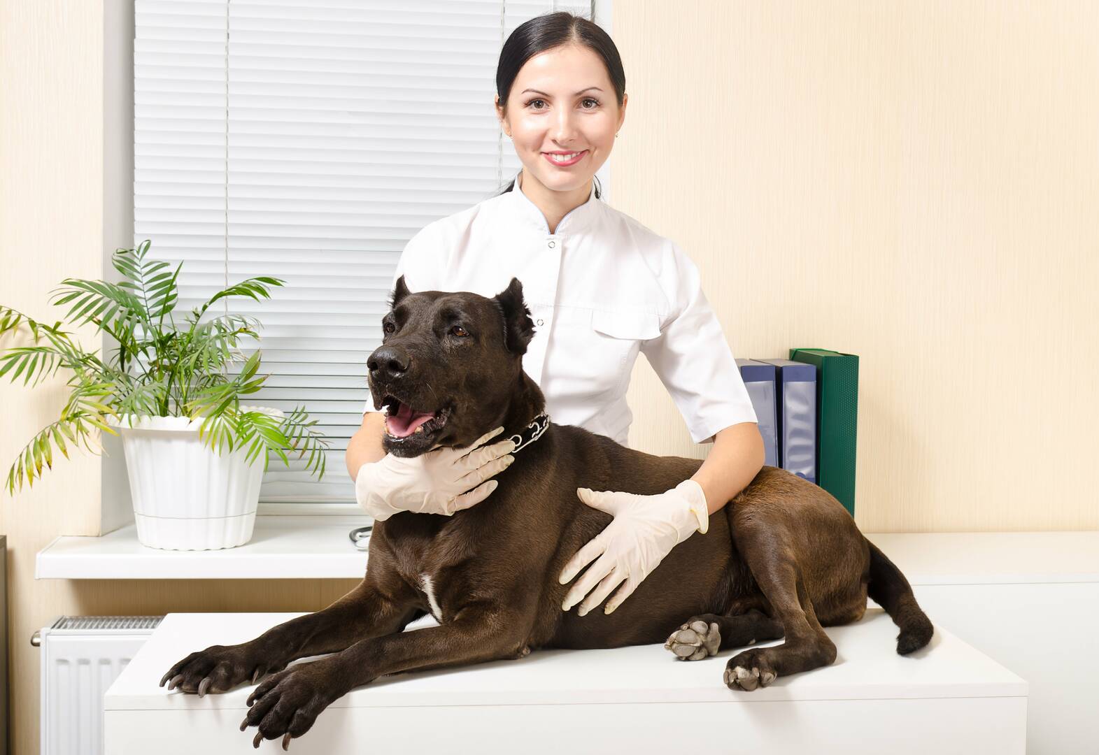 Veterinary Clinic Boca Raton FL